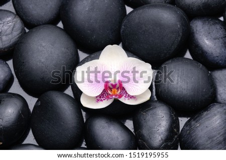 spa concept. with white   orchid and black stones 