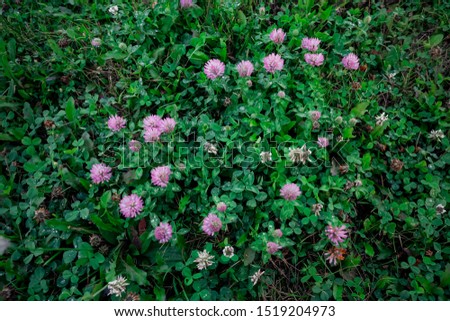 flowers clover purple meadow green