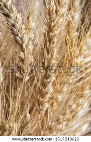 Close up picture of gold ears of wheat. Rural Scenery with seeds of food. Background of ripening ears of a wheat field. Rich harvest concept. Some wheat ears vertical composition wallpaper
