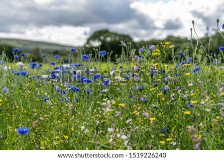 Flowers in the field on a cloudy day in Ireland, county Wicklow.