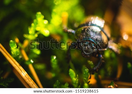 Picture of a Sphaerites Glabratus beetle found in the damp autumn forest. Adas