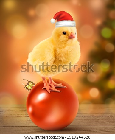 Young cock in the red Santa hats standing on a christmas ball. Happy New Year