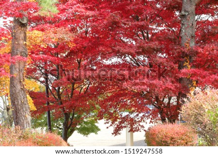 Yellow and red autumn leaves in Yamanaka lake Japan