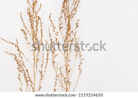 Dry grass golden colored on light background for wedding cards, valentines day or screensaver. Minimal nature concept. Horizontal format image. 