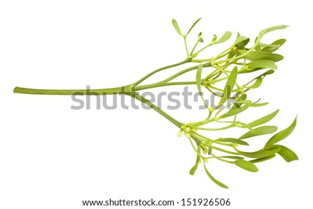 mistletoe branch with berries isolated on white