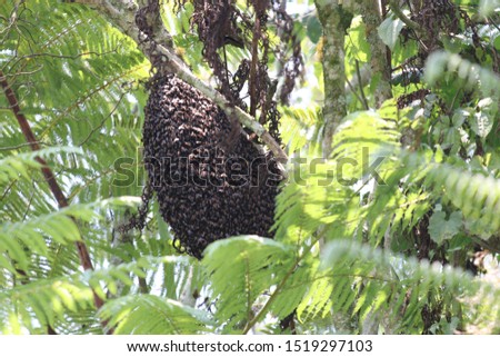 picture showing wild bees in the jungle of Malaysia