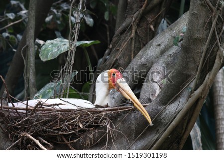 picture showing a bird in the jungle 