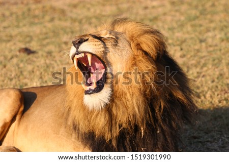  Alpha Male lion roaring with open mouth Royalty-Free Stock Photo #1519301990