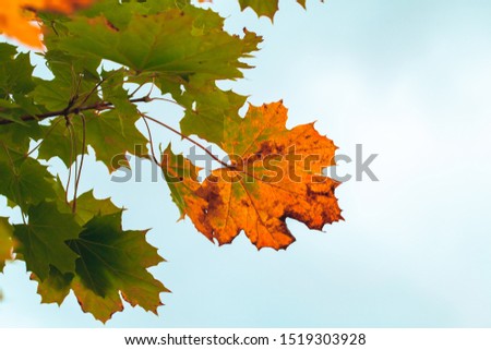 Colorful maple leaves under bright blue sky, autumn natural background. Close-up photo with selective focus