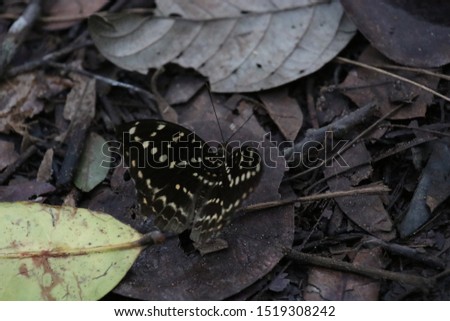 the picture is showing a butterfly in the jungle of Malaysia