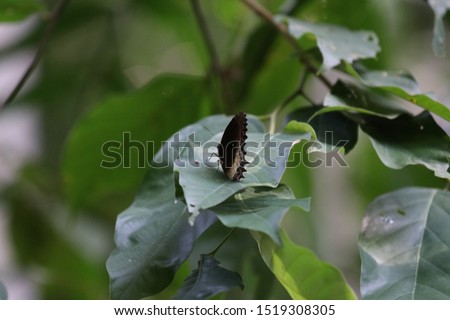 the picture is showing a butterfly in the jungle of Malaysia