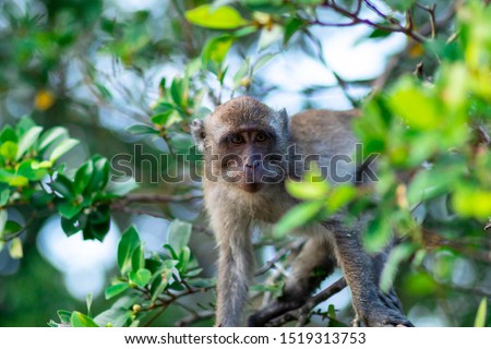 The existence of monkeys in the forest in the midst of nature