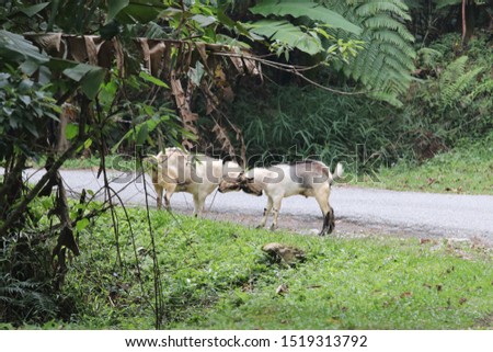 the picture is showing two fighting goats in the jungle of Malaysia