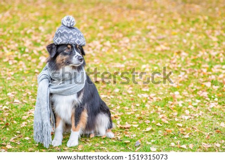 Australian shepherd dog with scarf and warm hat on his head sitting in autumn park. Empty space for text