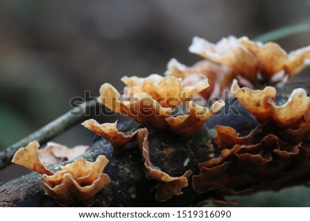the picture is showing a close-up of a mushroom in the Malaysian jungle