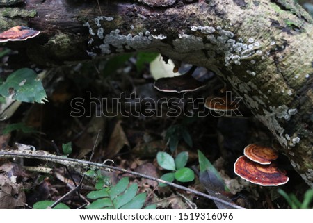 the picture is showing a close-up of a mushroom in the Malaysian jungle