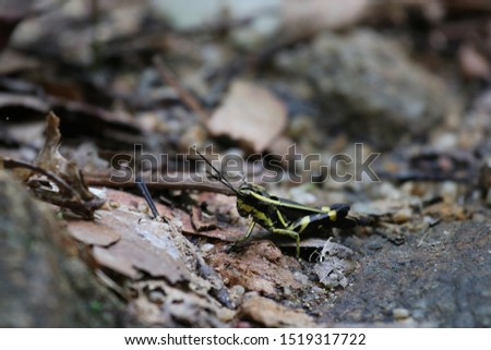 picture showing a grasshopper in the Malaysian jungle