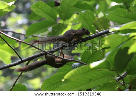 picture showing a banana squirrel in the Malaysian jungle