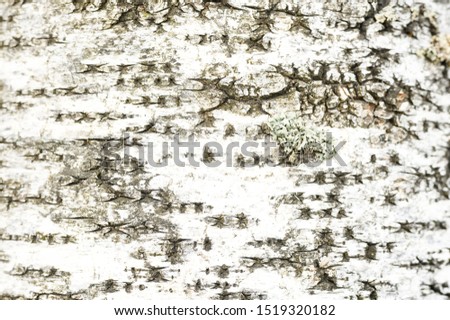 background from the bark of an old birch