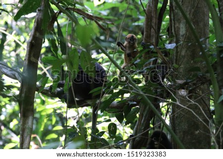 the picture showes a dusky leave monkey in the jungle of Malaysia 