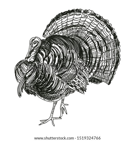 Turkey hand drawn vector illustration. Detailed gobbler sketch design element isolated on white background. Poultry farm black and white symbol. Thanksgiving bird ink pen freehand drawing