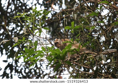 the picture is showing some macaques in Malaysia
