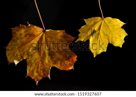 Yellow, autumn leaves and a glass of wine on a black background