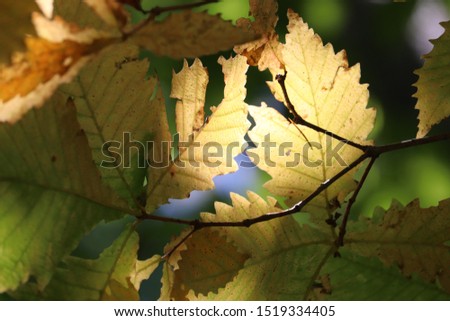 Light and shadow of colored leaves