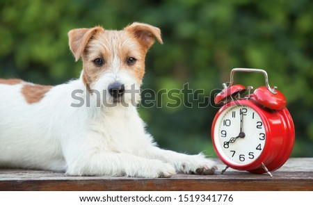 Daylight savings time, cute pet dog puppy looking with a red retro alarm clock, web banner