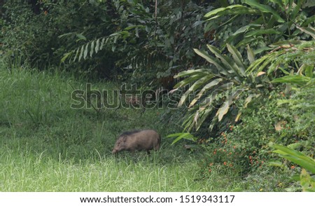 the picture shows a wild pig in the jungle of Malaysia