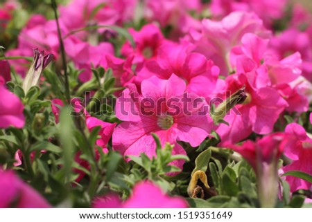 Beautiful buds of pink rose flowers as an element of decoration
high resolution image