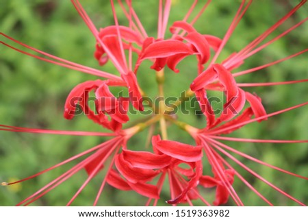 The crimson cluster amaryllis is a flower of the autumns