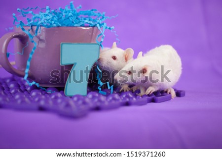 The concept of birthday. Festive rats on the background of the number 7. Mouse with candles for the cake.