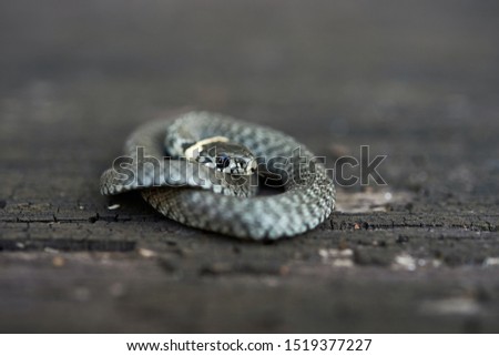 Grass snake (Natrix natrix) curled up on a wooden surface.Grass snake (Natrix natrix) up close. Royalty-Free Stock Photo #1519377227