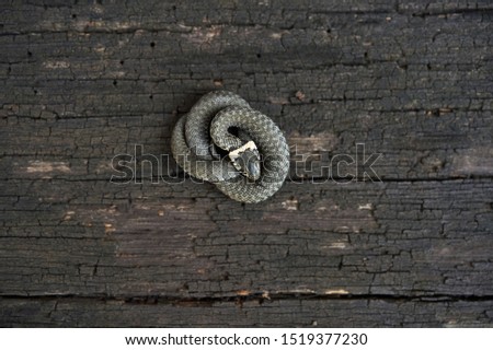 Grass snake (Natrix natrix) curled up on a wooden surface.Grass snake (Natrix natrix) up close. Royalty-Free Stock Photo #1519377230