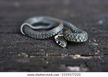 Grass snake (Natrix natrix) curled up on a wooden surface.Grass snake (Natrix natrix) up close. Royalty-Free Stock Photo #1519377233