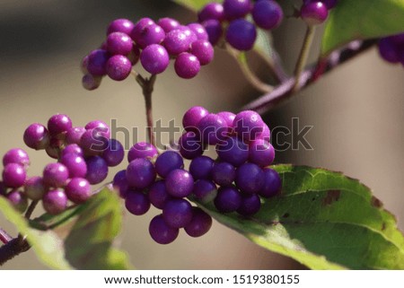 The tree of Japanese beauty-berry produces a purple nut