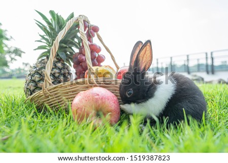 The rabbits are playing in the green lawn and eating the fruits in the basket.