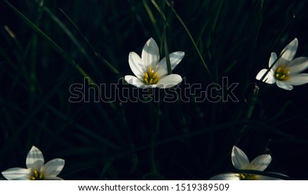 Small white flowers around a garden unique natural photo