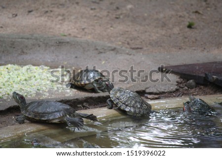 turtles is coming out from water