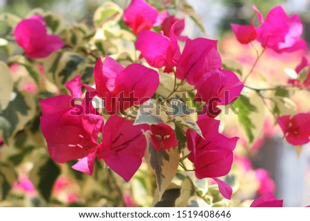 Beautiful pink red flower and green leaf view in the garden with shallow depth of field and blurry background. High resolution image.