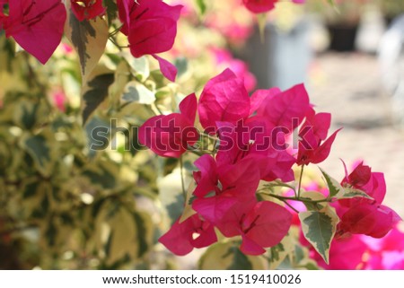 Beautiful pink flower and green leaf view in the garden with shallow depth of field and blurry background. High resolution image.