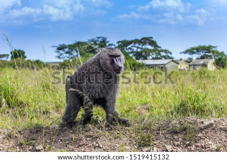 Yellow baboon. Monkey Baboon - portrait  in the grassy savannah. The famous Masai Mara Reserve in Kenya. The concept of active, ecological, exotic and photo tourism