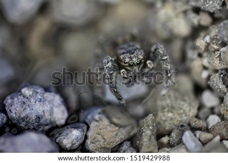 macro photography of spider in natural environment