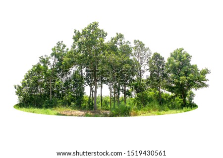 Group of tree isolated on white Royalty-Free Stock Photo #1519430561