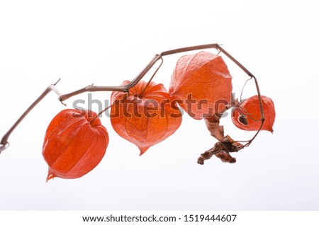 Dry Lampion, Dried branch of physalis lanterns against white background.