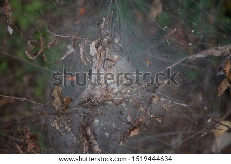 Eastern Tent Caterpillar web in a tree