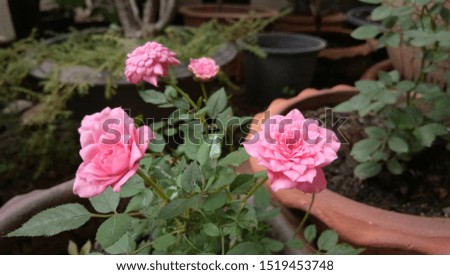 blur closeup pink rose on green leaf in garden background
