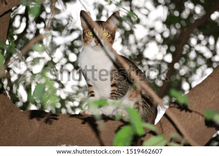 Indian domestic cat on tree 