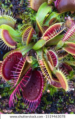 This carnivorous plant originates from North and South Carolina in the USA.  The soil it lives in is nitrogen poor and acidic, and so supplements its diet with insects.